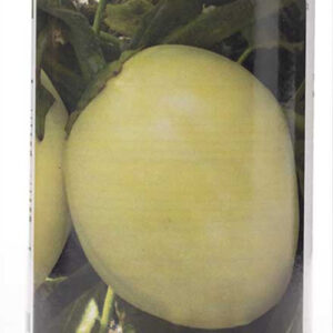 GARDEN EGG DJAMBA F1